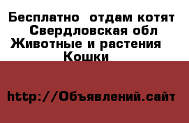 Бесплатно, отдам котят - Свердловская обл. Животные и растения » Кошки   